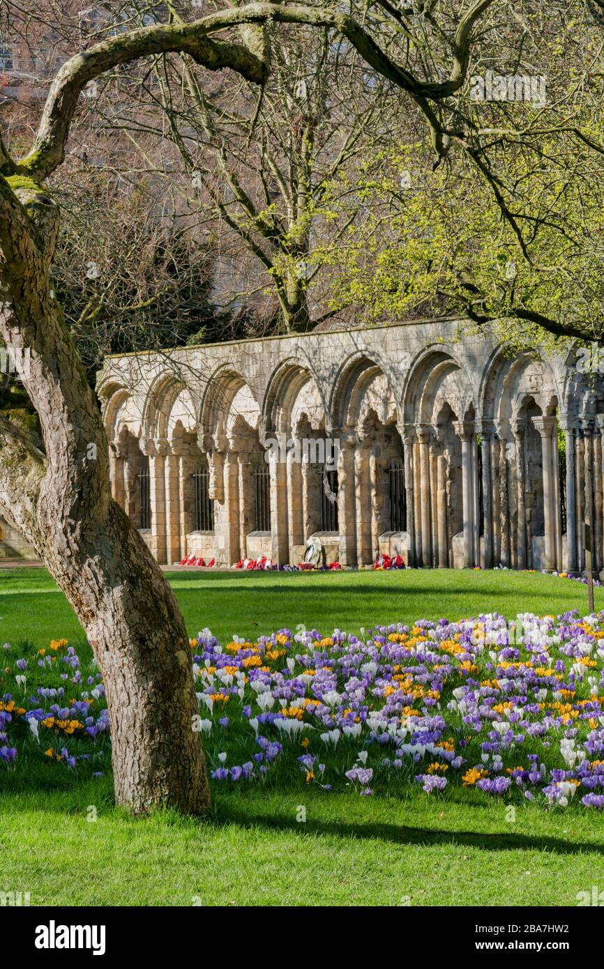 Dean's Park giardino con cocchi in fiore e il monumento commemorativo della guerra di Kohima, York Minster, Inghilterra. Foto Stock