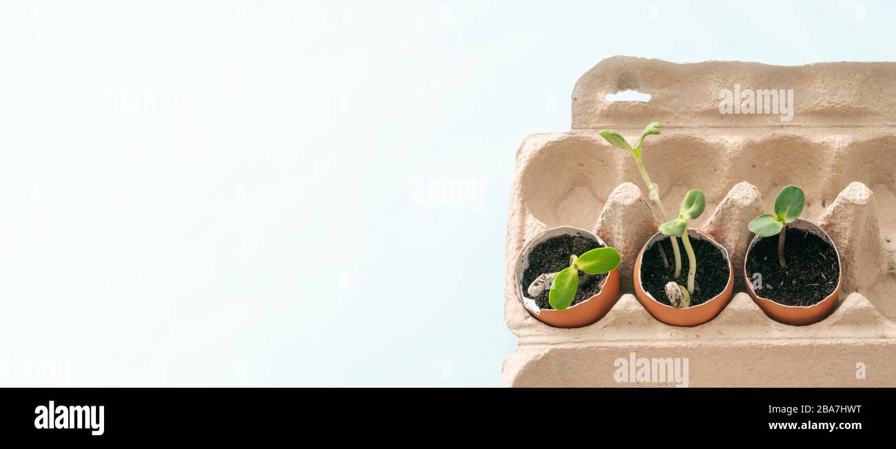 Germogli verdi, piantine di germogli in conchiglie. Letti da giardino a casa. Ortaggi in crescita, zero sprechi. Riciclare, risparmiare denaro con la quarantena tme. Foto Stock