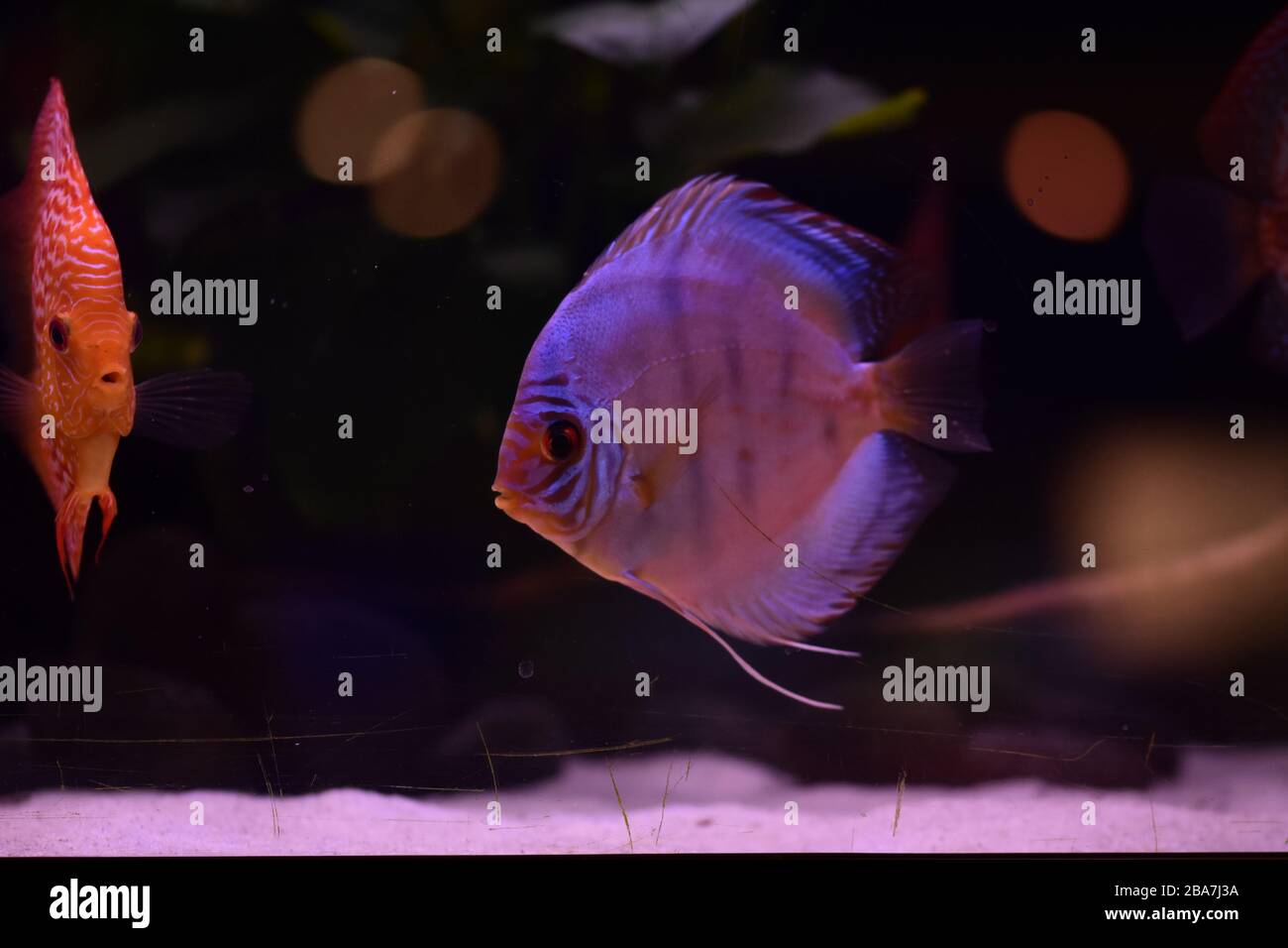 Gruppo di pesci discus in acquario, pesci tropicali multicolore, Symphysodon discus dal fiume Amazzonia Foto Stock