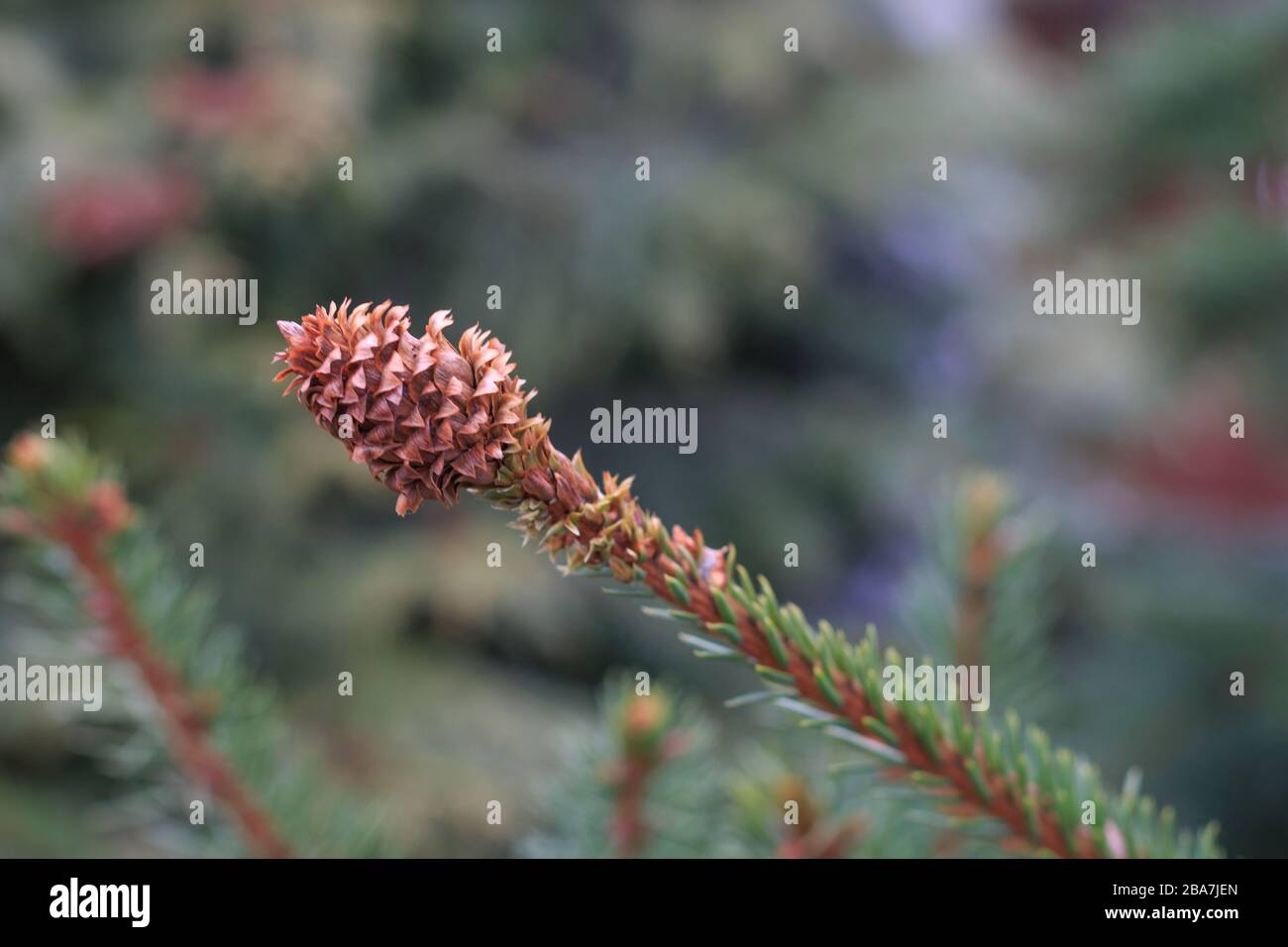 un giovane cono bruno di pino alla fine di un ramo che cresce all'inizio della primavera Foto Stock