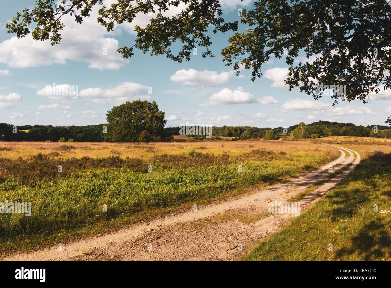 Idilliaca vista panoramica con sentiero escursionistico nel Parco Naturale di Lüneburg Heath, Germania settentrionale. Idyllischer Panoramablick mit Wanderweg Foto Stock