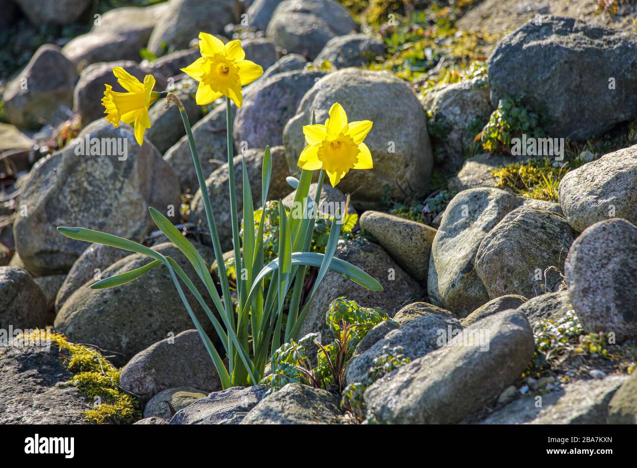 I tre narcisi gialli crescono selvaggi a Dieksee a Malente, in Germania. Foto Stock