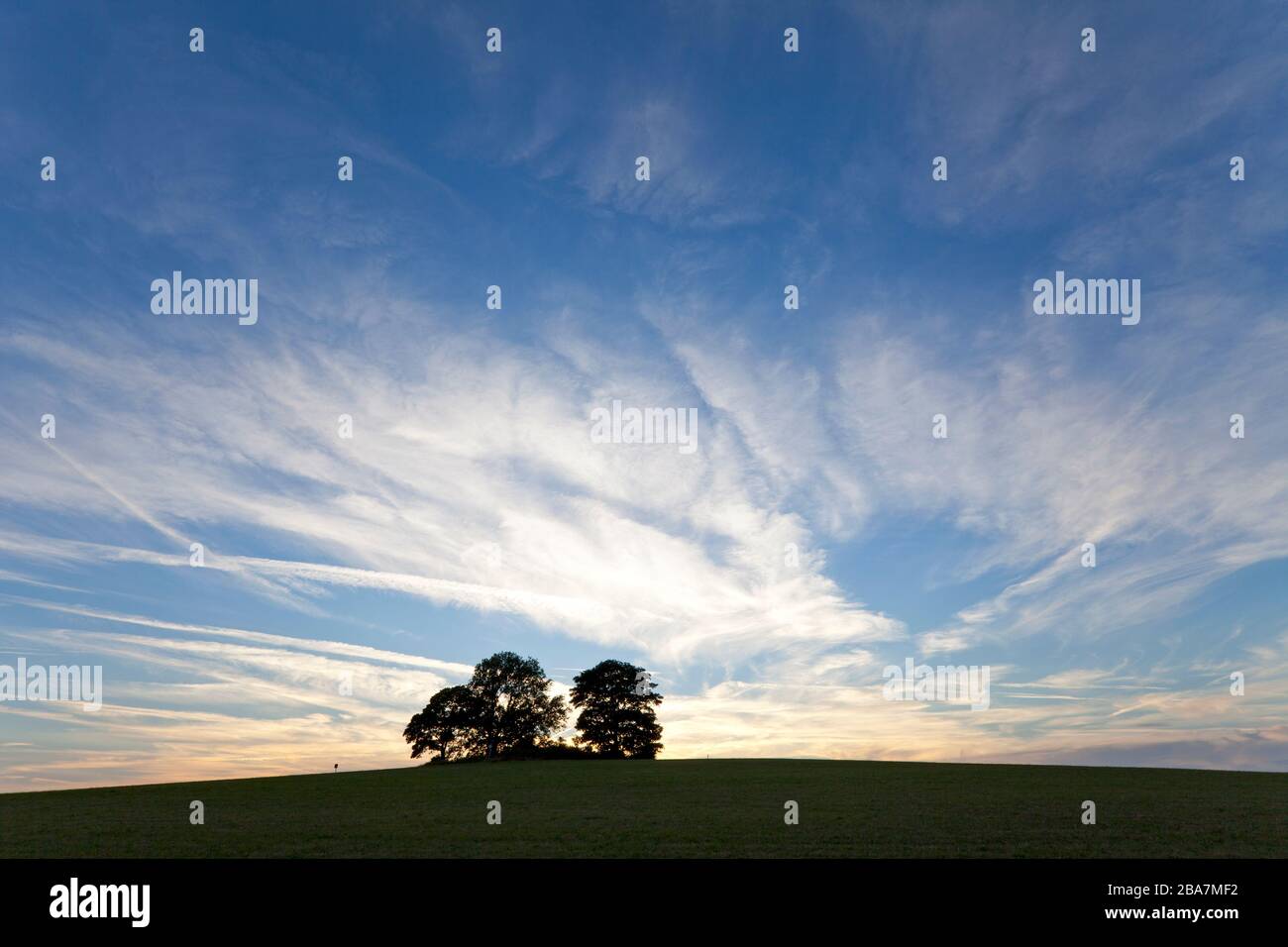 Un grumo di alberi sulla Middle Hill vicino a Warminster nel Wiltshire fotografato sullo sfondo di un suggestivo cielo serale. Foto Stock