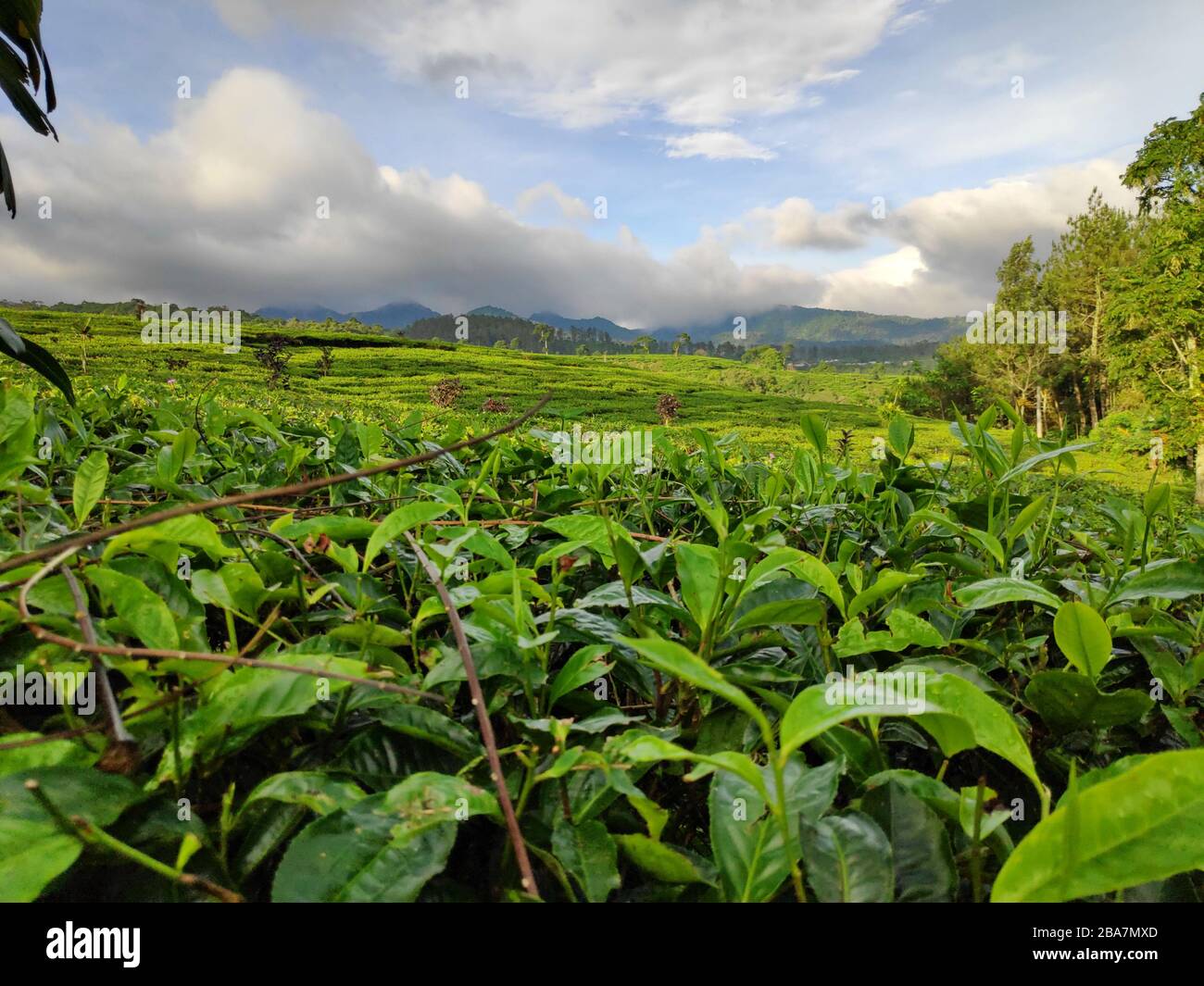 giardino del tè al mattino fresco, esposto alla luce del sole Foto Stock