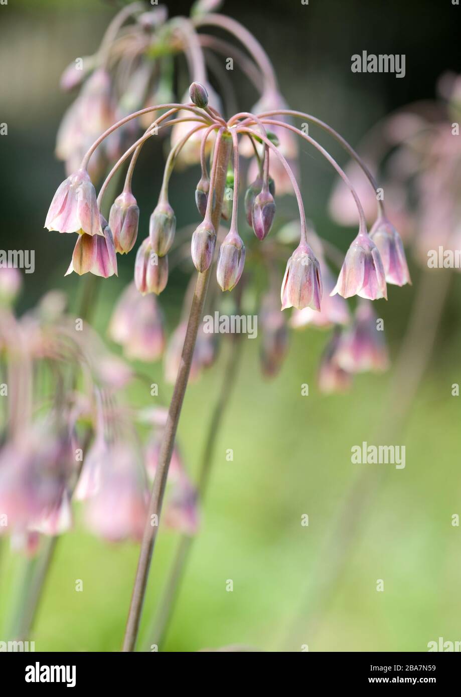 Nectaroscordum siculum, Allium nectaracsardium, Allium siculum, aglio al miele, giglio di miele siciliano, aglio al miele siciliano, o campane mediterranee Foto Stock