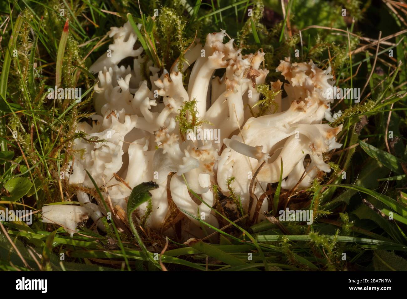 Fungo di corallo crestato, Clavulina cristata in prateria antica, sagrato, Wilts. Foto Stock