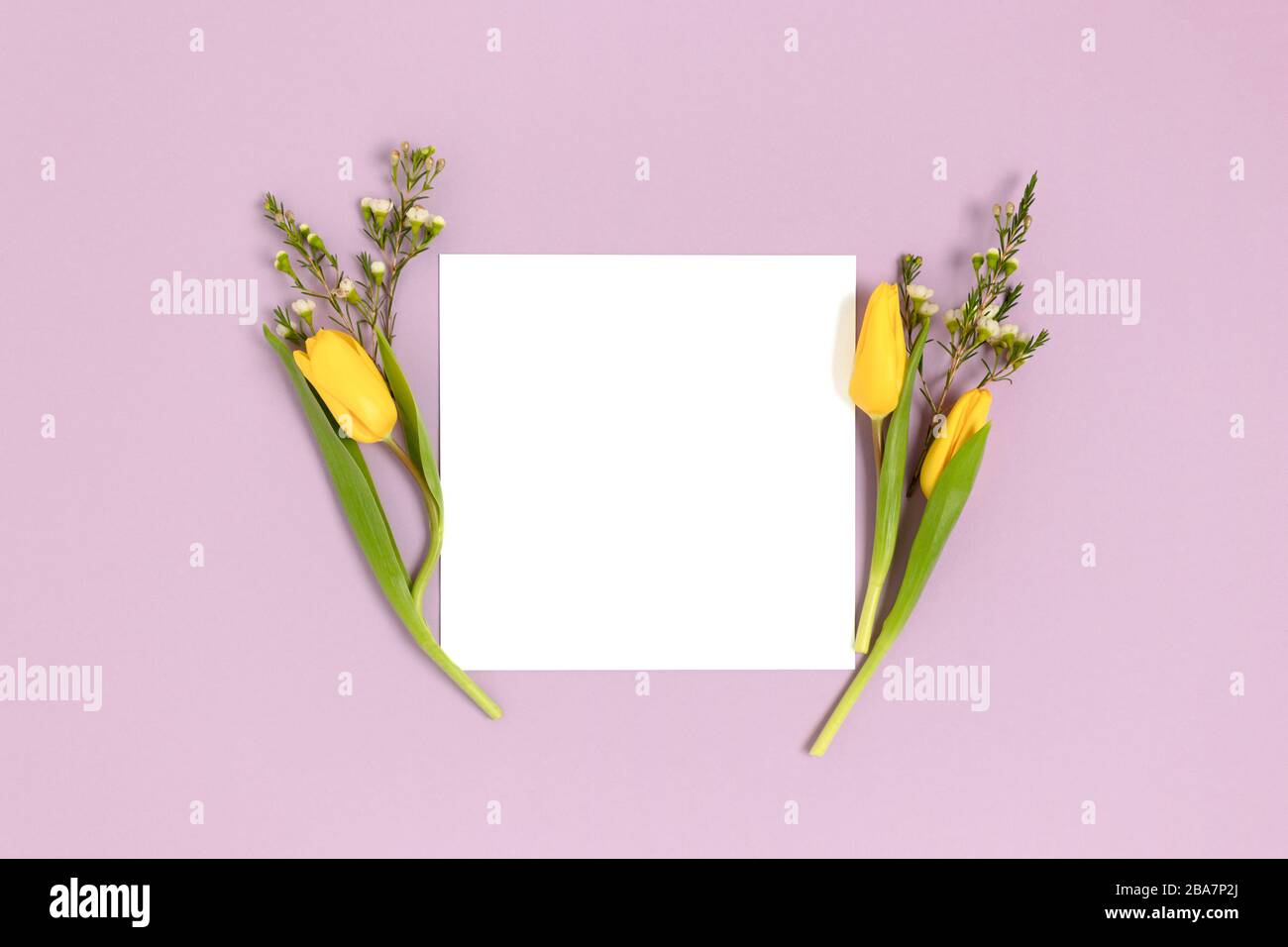 Cornice fatta di fiori su uno sfondo color pastello viola. Mockup di carta quadrato. Concetto di primavera. Foto Stock