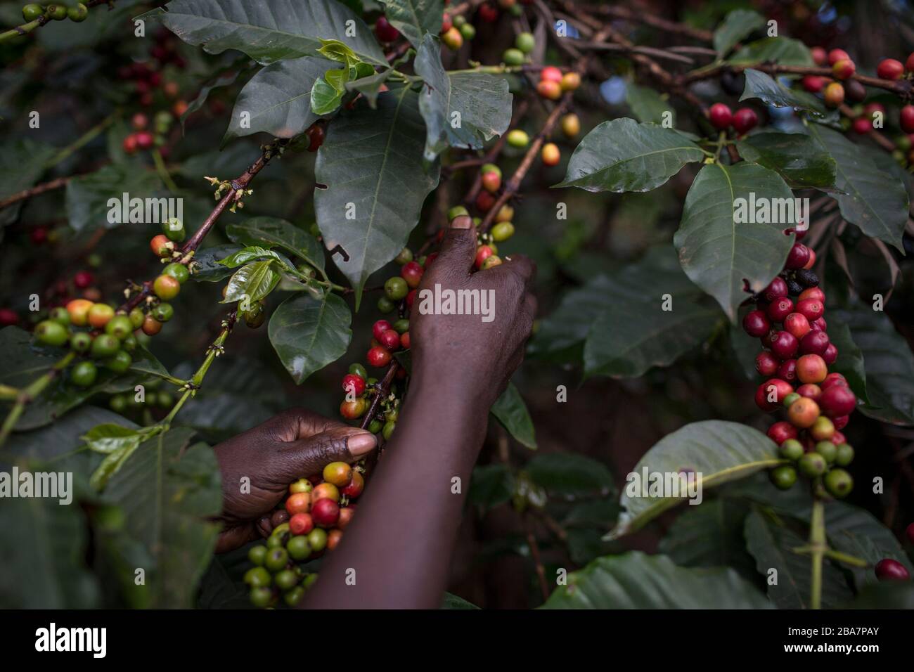 Raccolta di caffè nella periferia di Nairobi, Kenya, 10 novembre 2015 Foto Stock