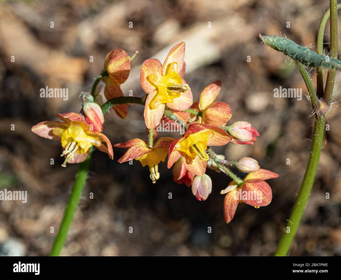 Un primo piano di un unico fiore Epimedium × warleyense che infila i delicati fiori di colore arancione Foto Stock