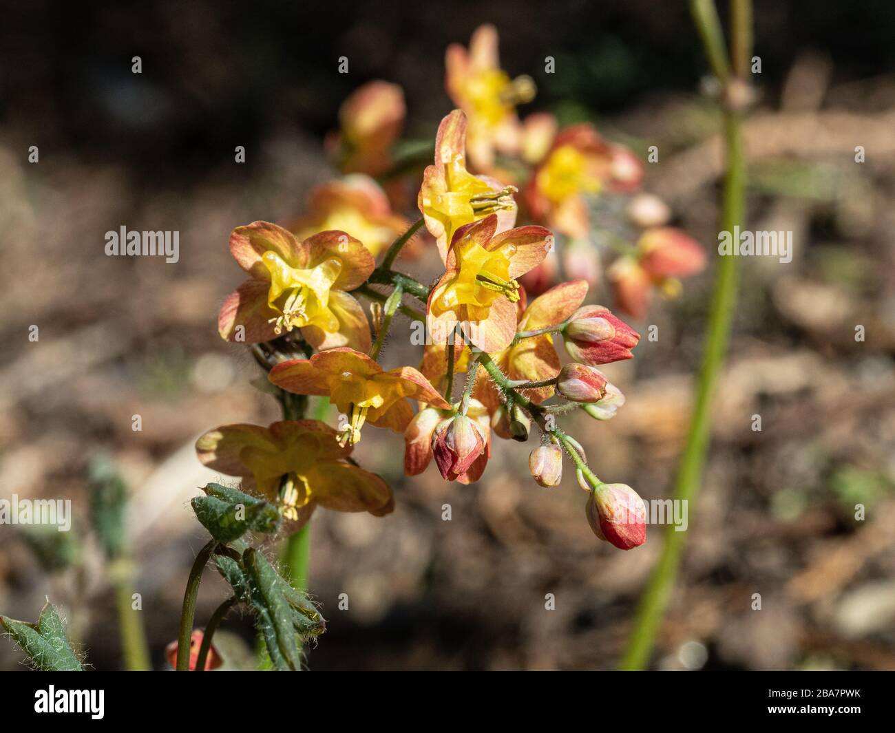 Un primo piano di un unico fiore Epimedium × warleyense che infila i delicati fiori di colore arancione Foto Stock