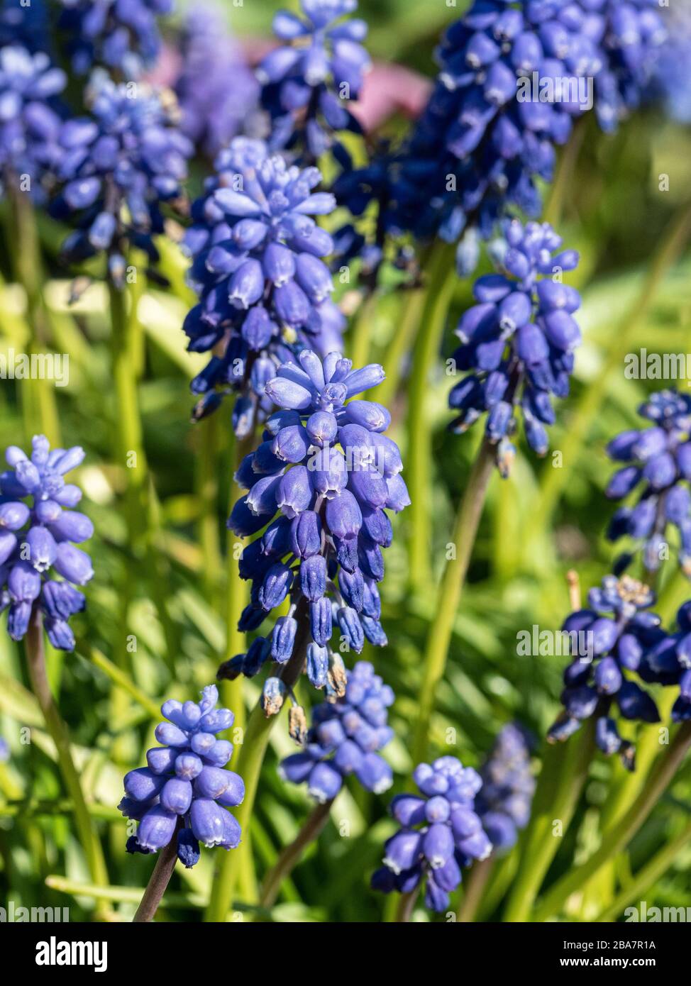 Un gruppo di fiori blu scuro dell'acinto dell'uva Muscari armeniacum Foto Stock