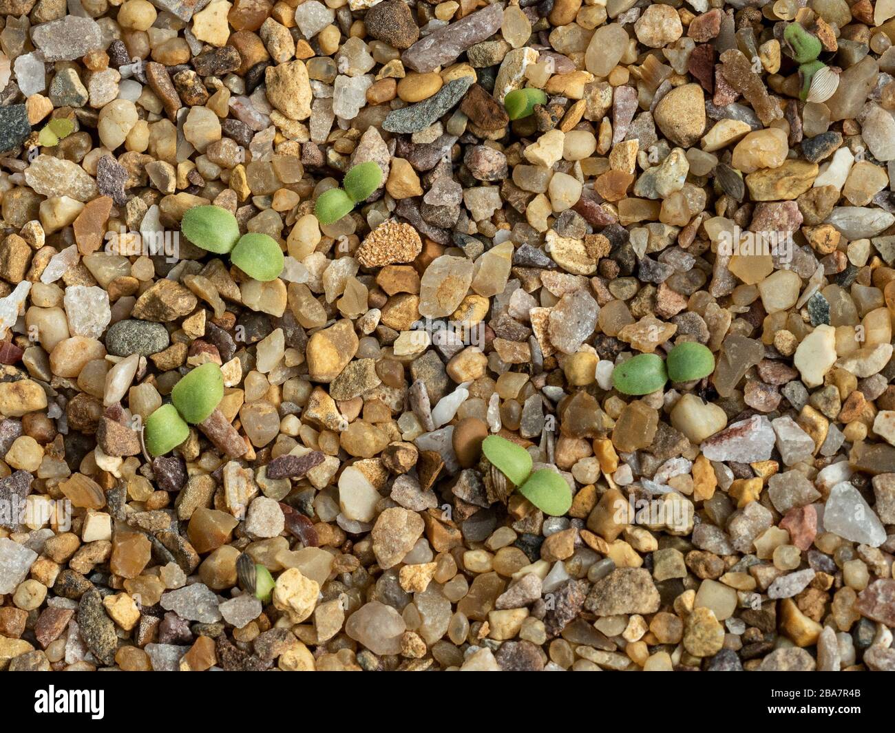 Giovani pianta germinati di recente che crescono attraverso una copertura di ghiaia fine Foto Stock