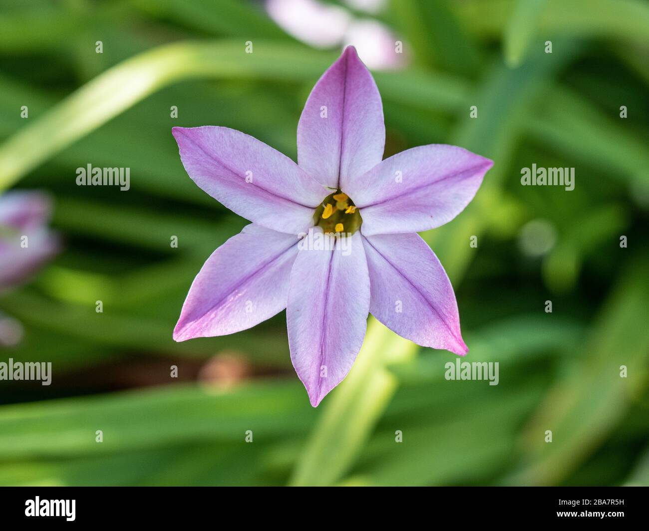 Un primo piano di un fiore del rosa Ipheion Charlotte Bishop Foto Stock