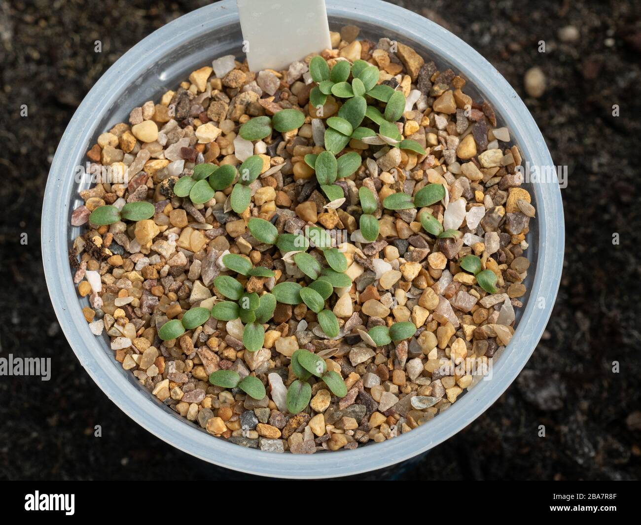 Un POT di giovani pianta di lattuga germinata recentemente Foto Stock
