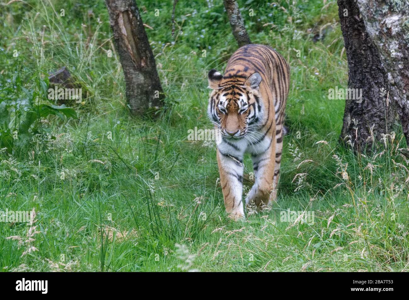 Tigre siberiana (Panthera tigris altaica) o tigre amur che cammina intorno al suo territorio Foto Stock