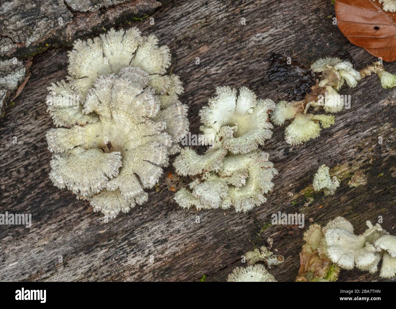 Split Gill, comune di Schizophyllum, funghi che crescono su corteccia di faggio, New Forest. Foto Stock