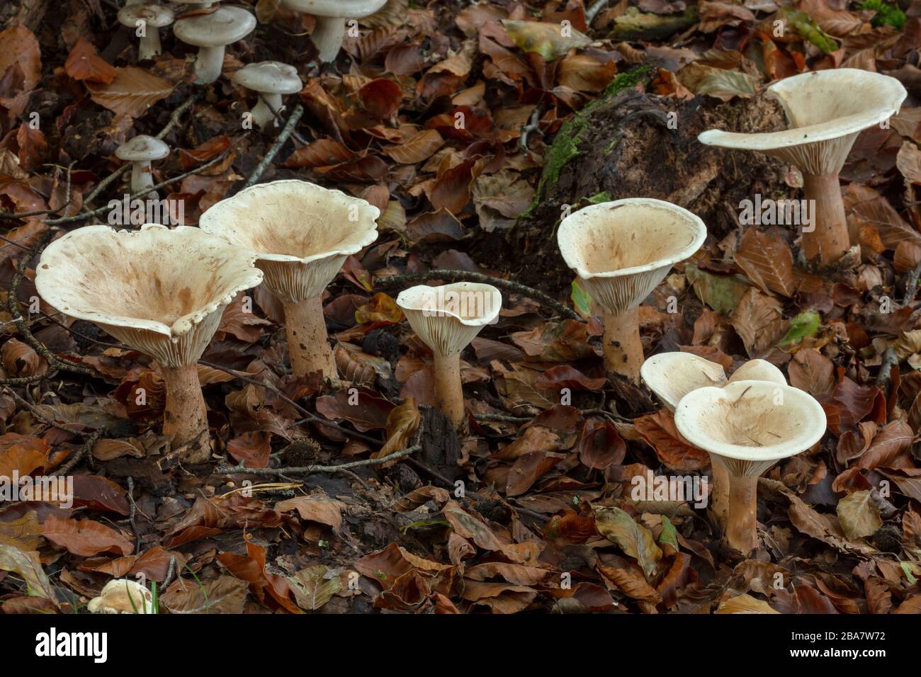 Troping funghi imbuto, Clitocibe geotropa, gruppo in boschi decidui, New Forest. Foto Stock