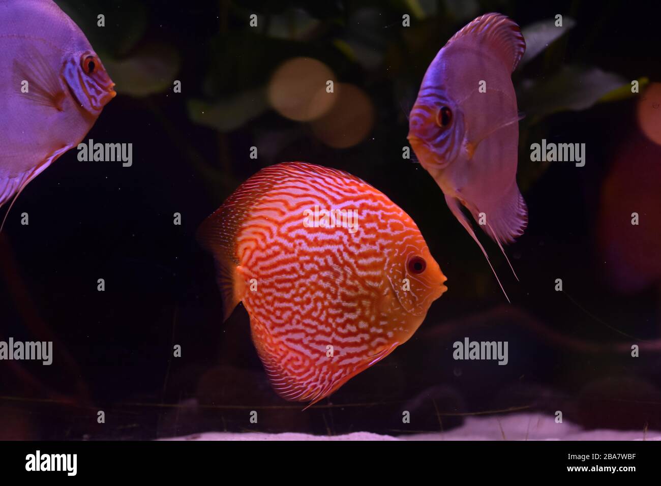 Gruppo di pesci discus in acquario, pesci tropicali multicolore, Symphysodon discus dal fiume Amazzonia Foto Stock