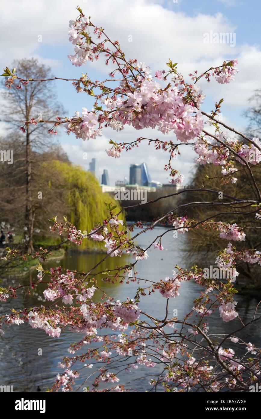 Albero fiorito di ciliegio con la City of London sullo sfondo. Foto Stock