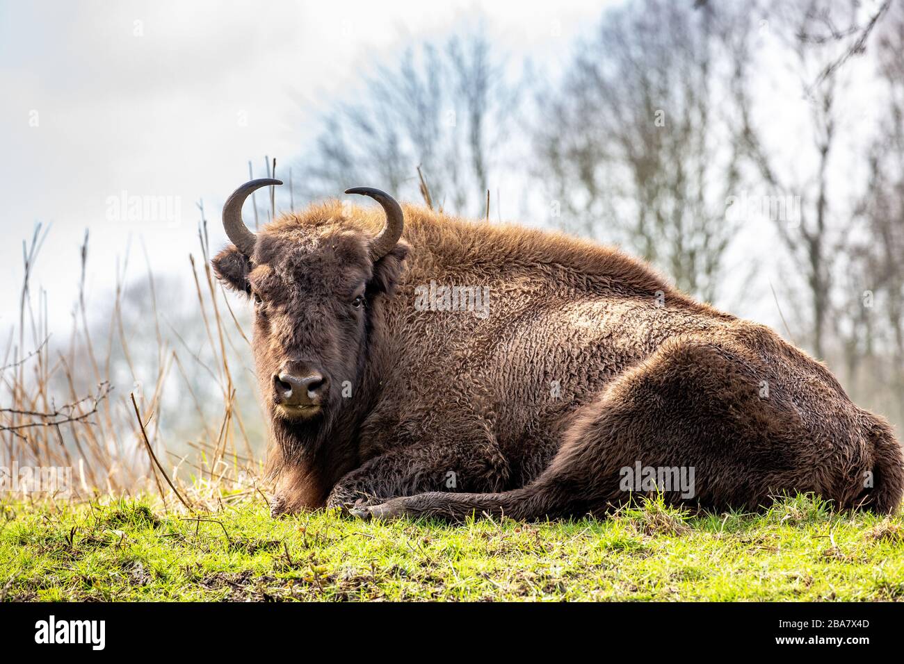 Bison europeo (Bison bonasus) conosciuto anche come wisent, zubr, o il bison di legno europeo. A Lelystad Holland. Foto Stock