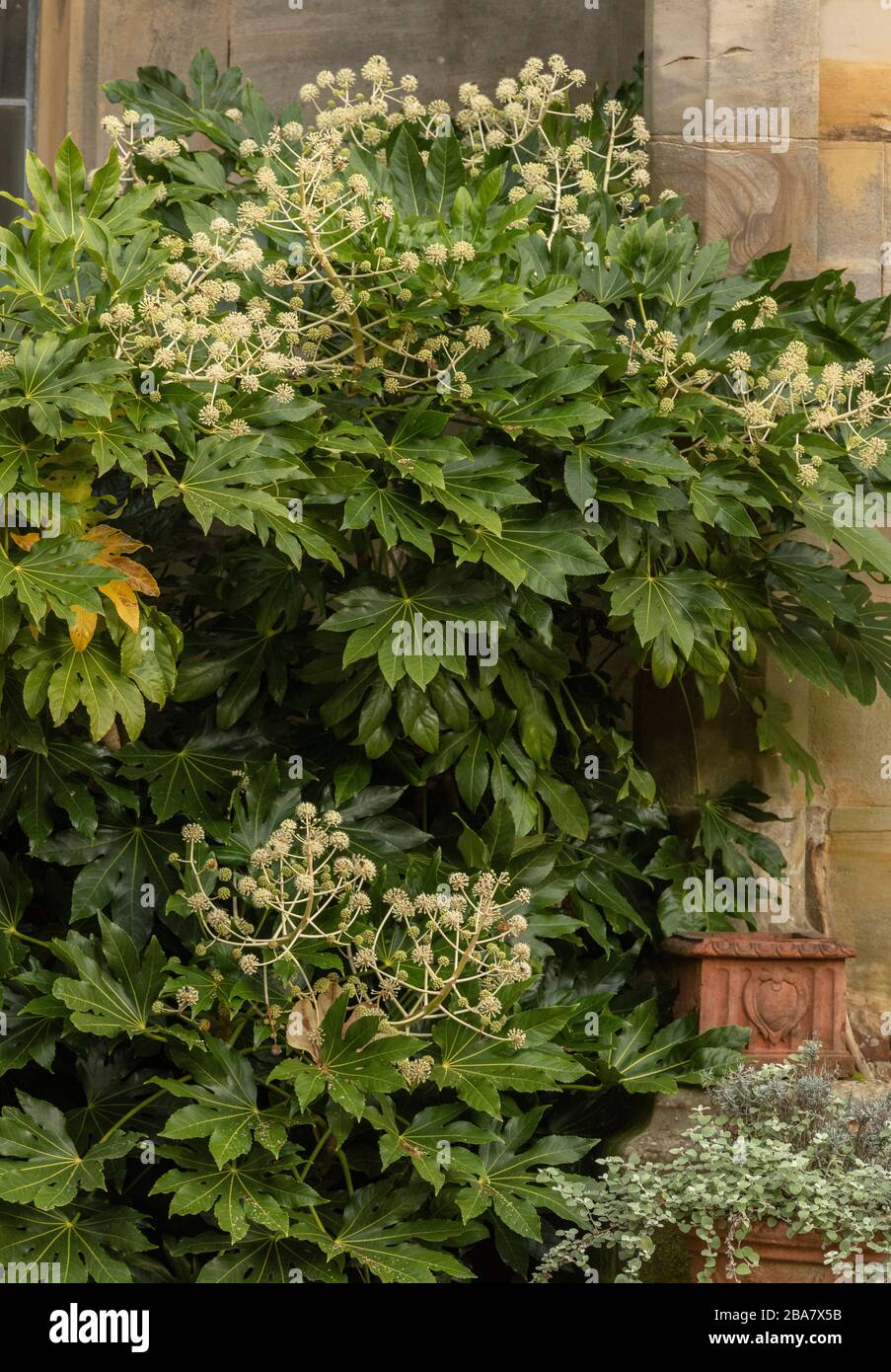 aralia giapponese, Fatsia japonica, in fiore nel cortile protetto. Foto Stock