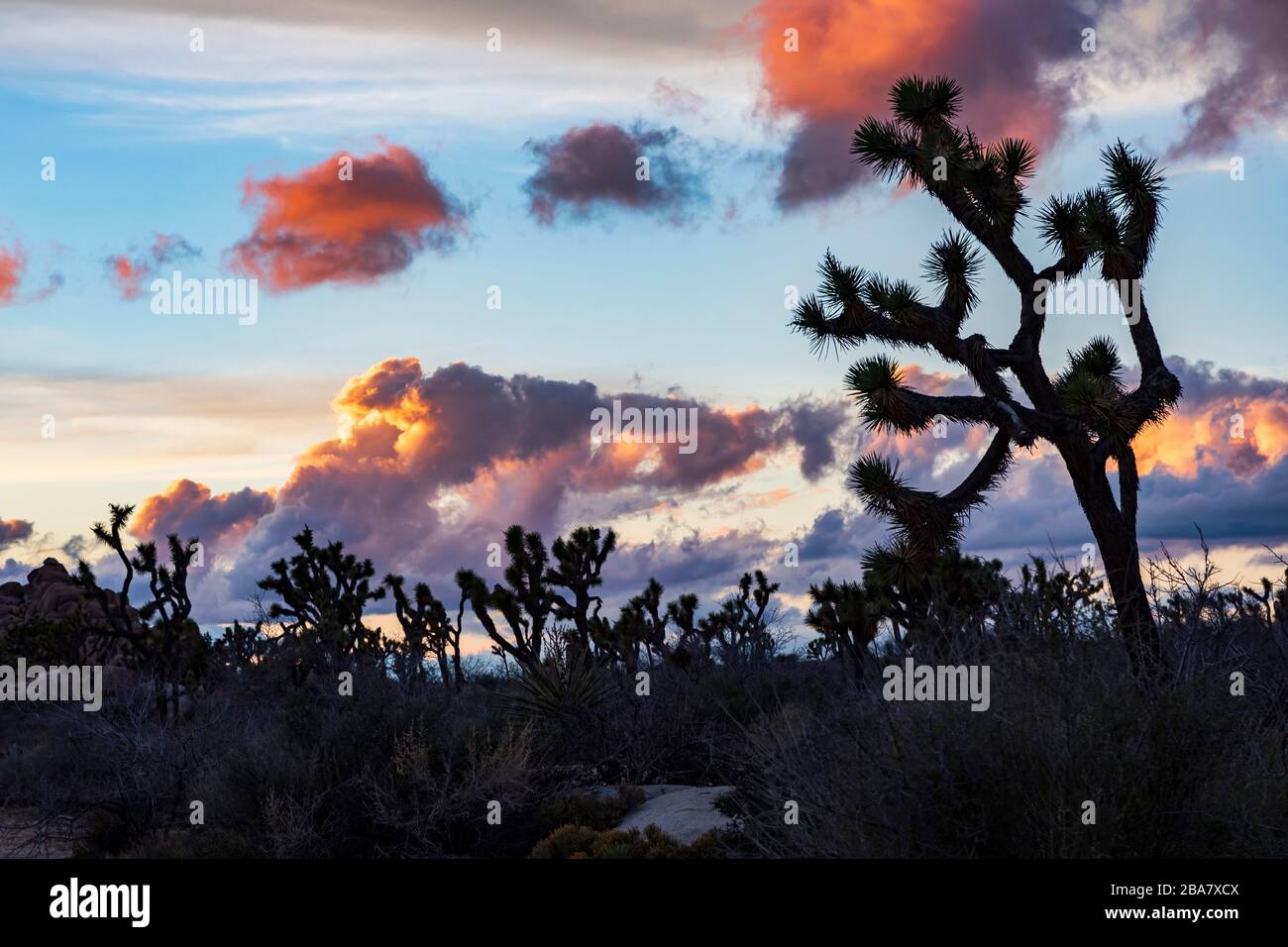 Una bancarella di alberi di Giosuè (Yucca brevifolia) che si contrappone al tramonto al Joshua Tree National Park, California, USA. Foto Stock