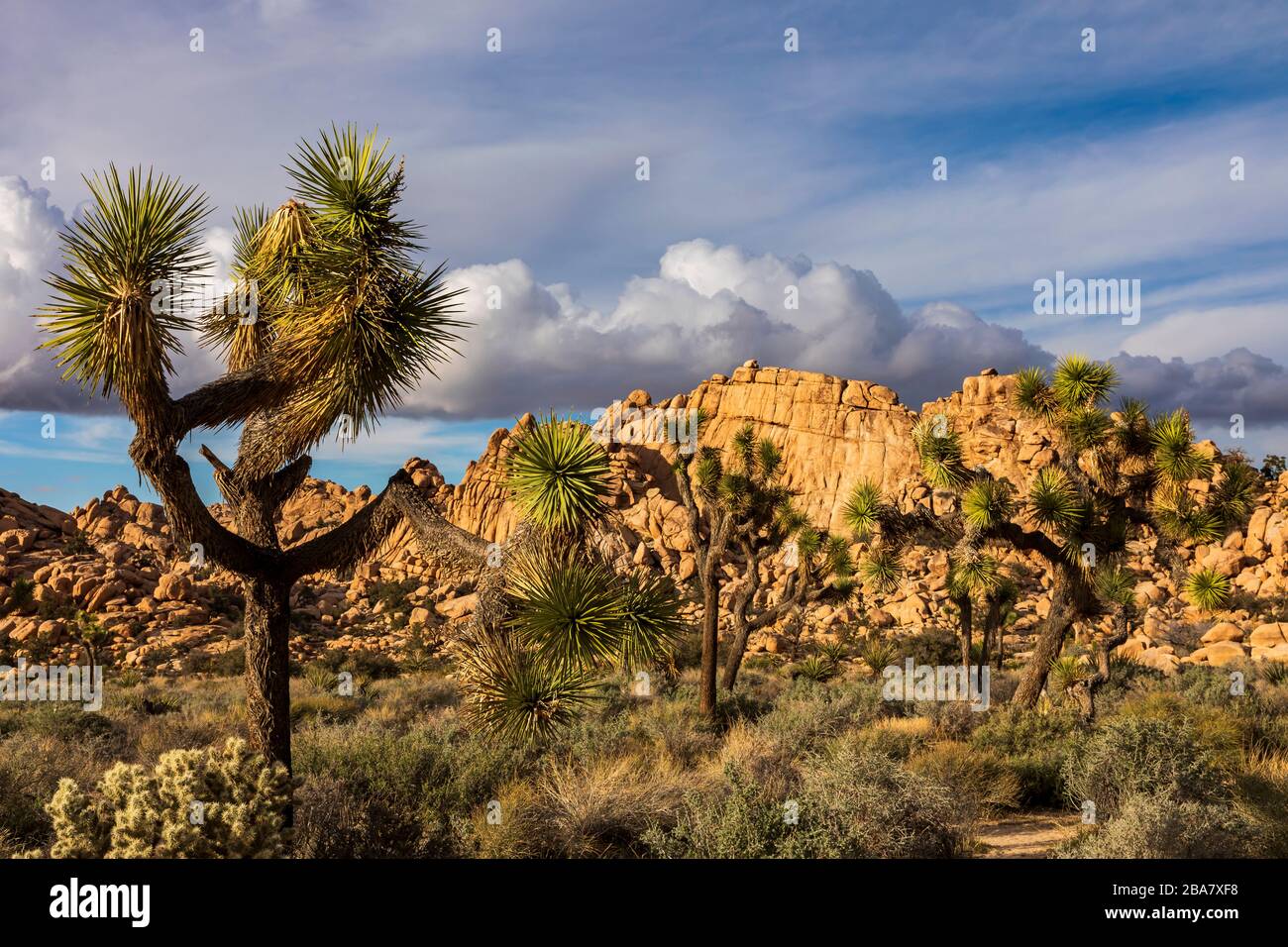 Si tratta di una vista degli alberi di Joshua e delle mura di masso dell'area di Hidden Valley del Joshua Tree National Park, California, USA. Foto Stock