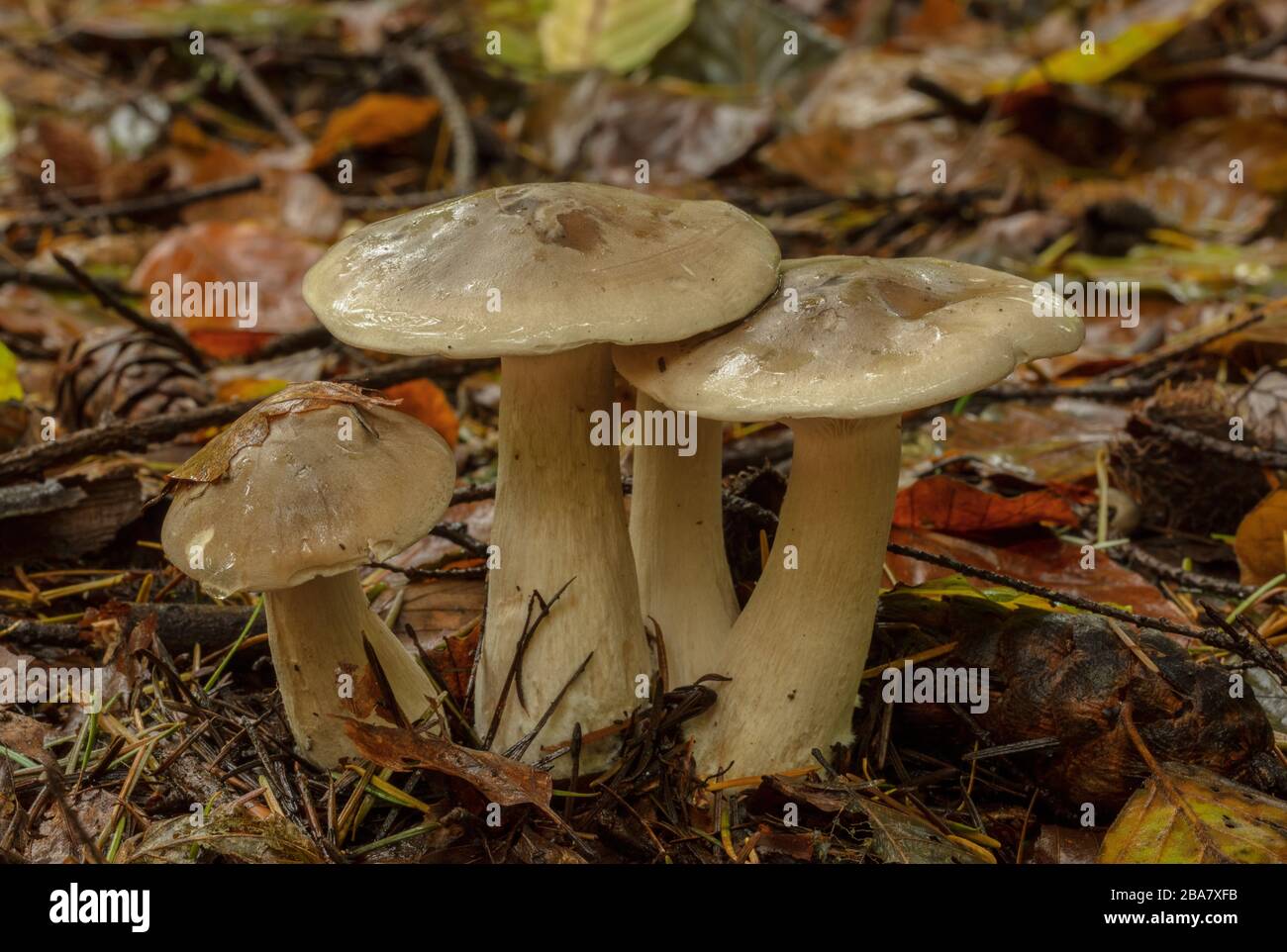 Clump di imbuto agarico o torbido, Clitocibe nebularis, in boschi decidui. Foto Stock