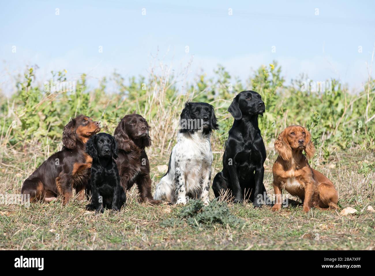 Colpo di gruppo Gundog Foto Stock