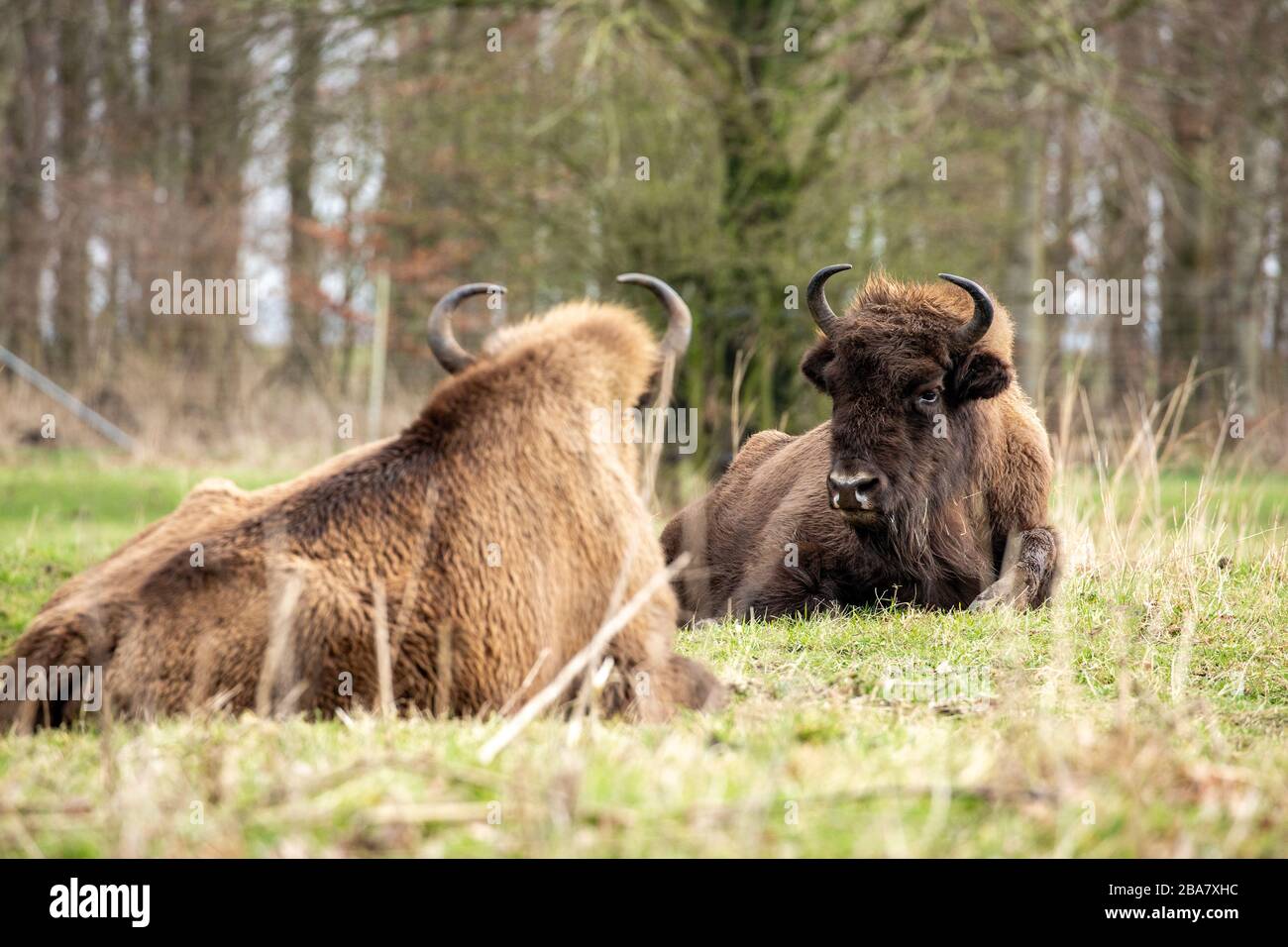 Bison europeo (Bison bonasus) conosciuto anche come wisent, zubr, o il bison di legno europeo. A Lelystad Holland. Foto Stock