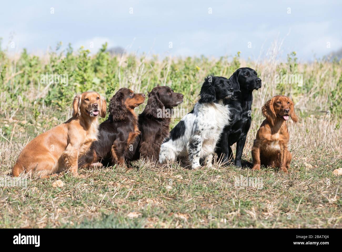 Colpo di gruppo Gundog Foto Stock