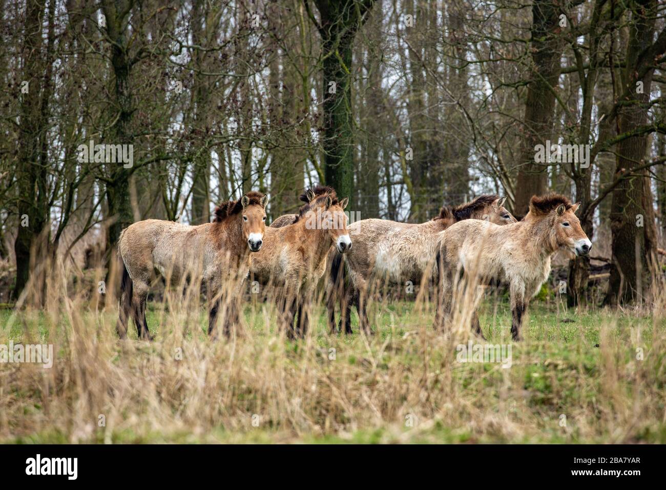 Il Cavallo di Przewalski (Equus ferus przewalskii) al Parco Lelystad Natuur. (Chiamato anche cavallo selvatico mongolo o cavallo zungarico) Foto Stock