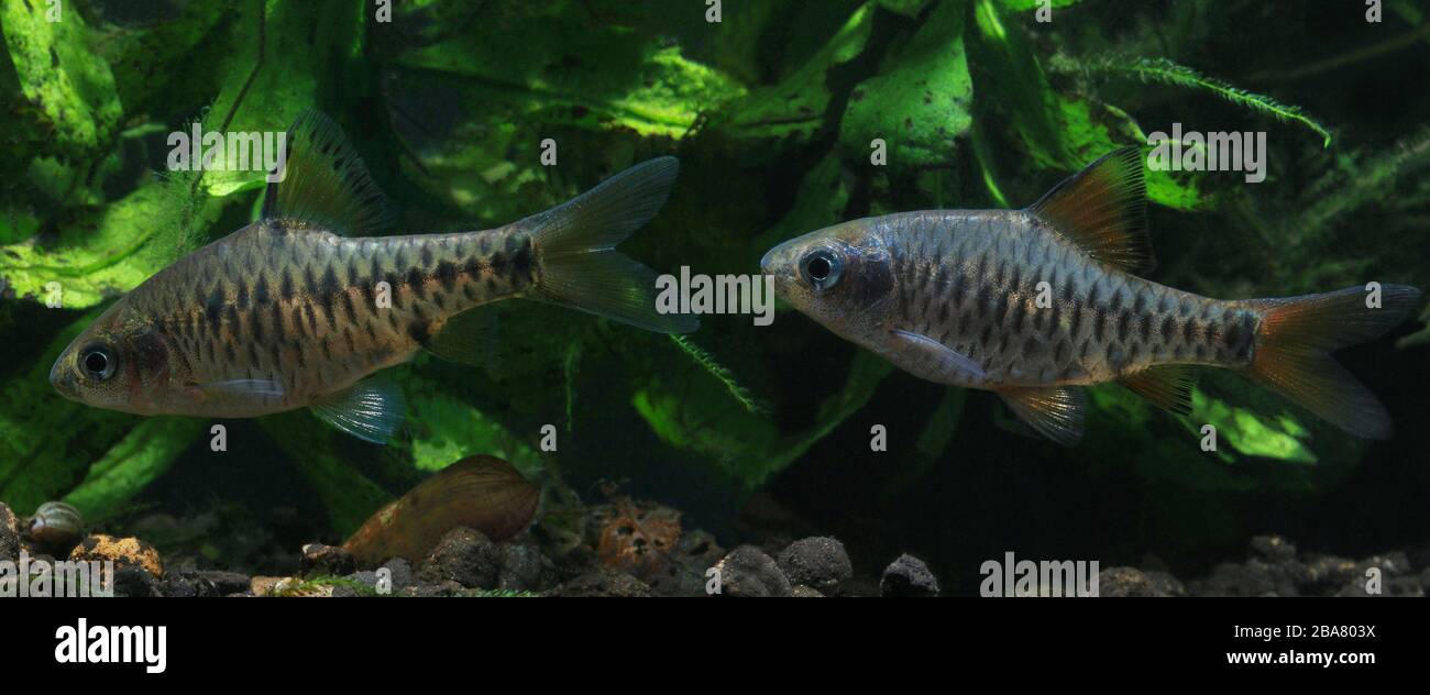 Oliotius oligolepis, Barb Chequered Foto Stock