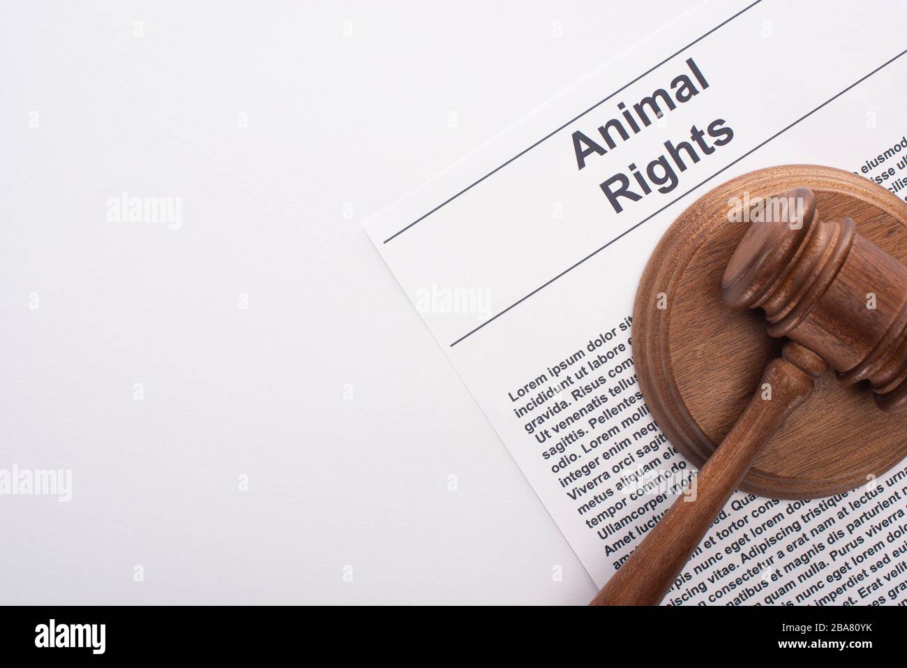 vista dall'alto del giudice animale gavel sull'iscrizione dei diritti degli animali su superficie bianca Foto Stock