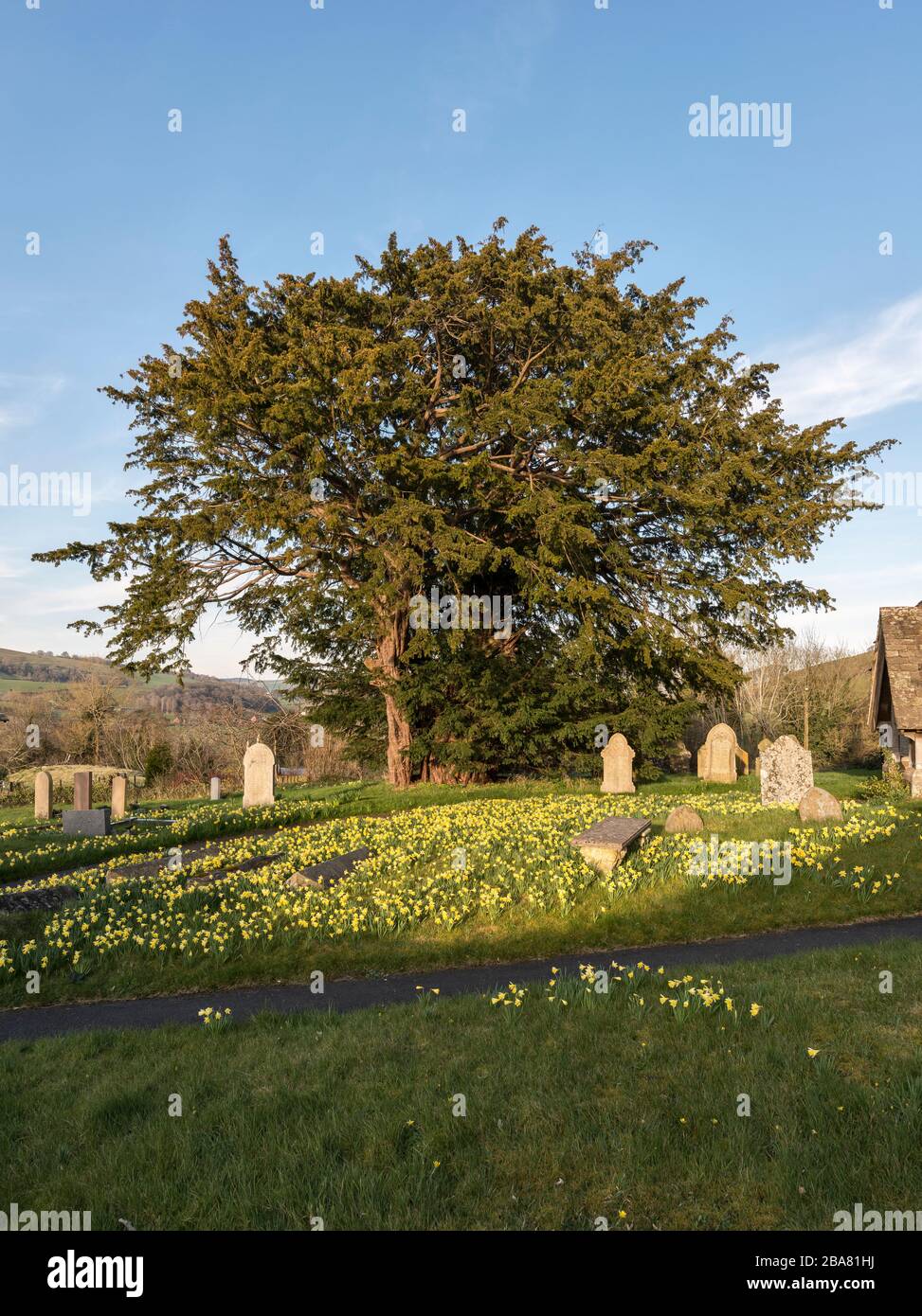 La Chiesa di San Michele, Discoed, POWYS, GALLES. Cinque mila anni di yew tree (Taxus baccata) nel sagrato della chiesa, uno dei 5 alberi più vecchi in Gran Bretagna Foto Stock