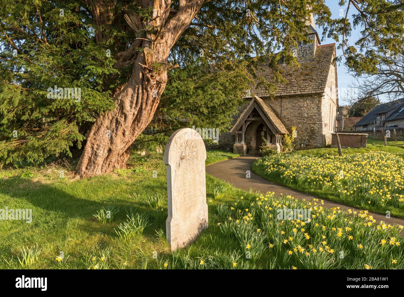La Chiesa di San Michele, Discoed, POWYS, GALLES. Cinque mila anni di yew tree (Taxus baccata) nel sagrato della chiesa, uno dei 5 alberi più vecchi in Gran Bretagna Foto Stock