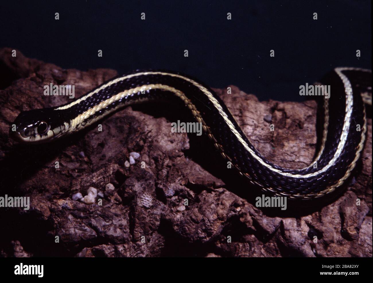 Serpente di garter comune orientale, Thamnophis sirtalis sirtalis Foto Stock