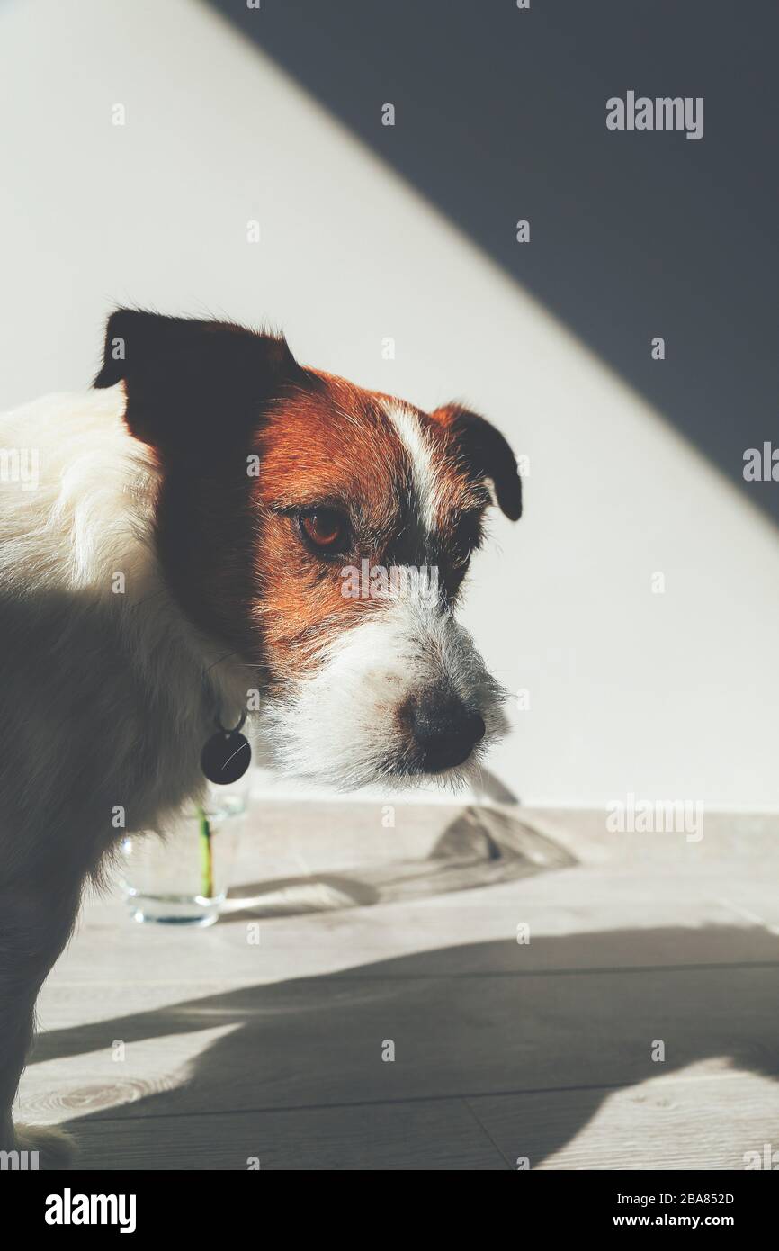 Triste cane in ombra guardando indifeso alla macchina fotografica. Jack Russell Foto Stock