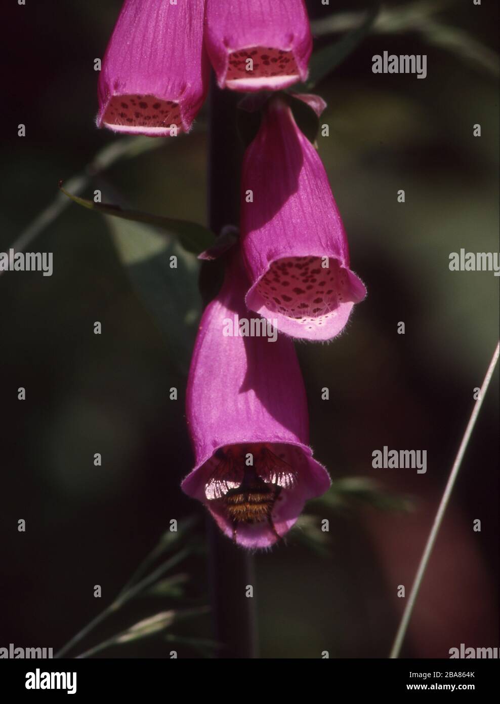 I fiori rossi dei volpi sono visitati da Hummel Foto Stock