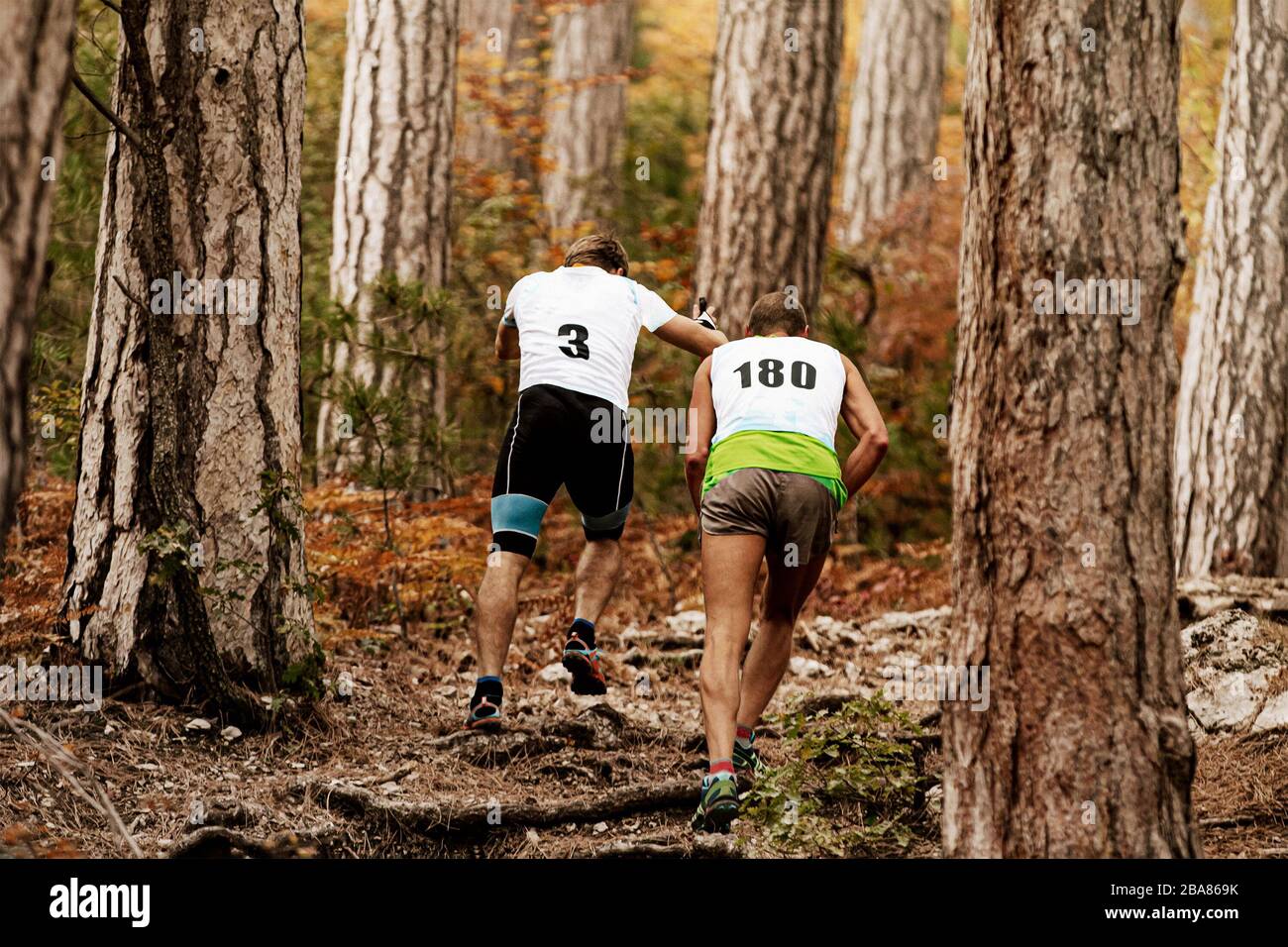i corridori di atleti maschi percorrono un sentiero in salita tra grandi tronchi di pini Foto Stock
