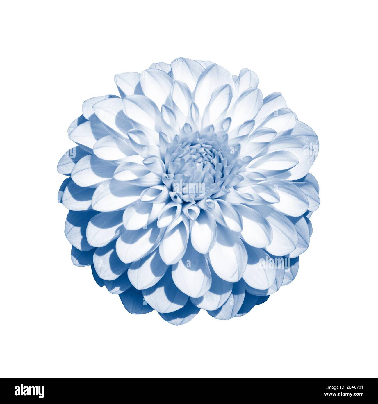 Bianco dahlia fiore crisantemo tonico in classico colore blu, isolato su bianco. Un fiore di dahlia isolato, una grande infiorescenza con molti petali Foto Stock