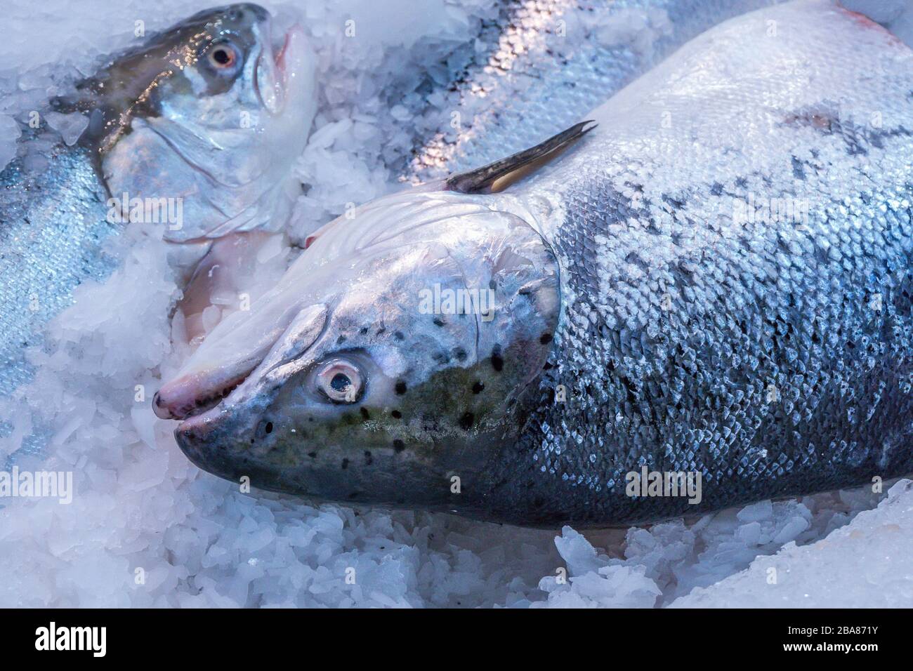 salmone rosa pesce primo piano su ghiaccio, congelati pesce vendita Foto Stock