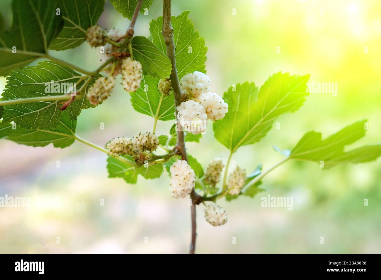 Mulberry organico frutta albero e foglie verdi. Mulberry sul ramo di tree. Fresco gelso fornisce fibra e nutrienti altamente benefico. Foto Stock