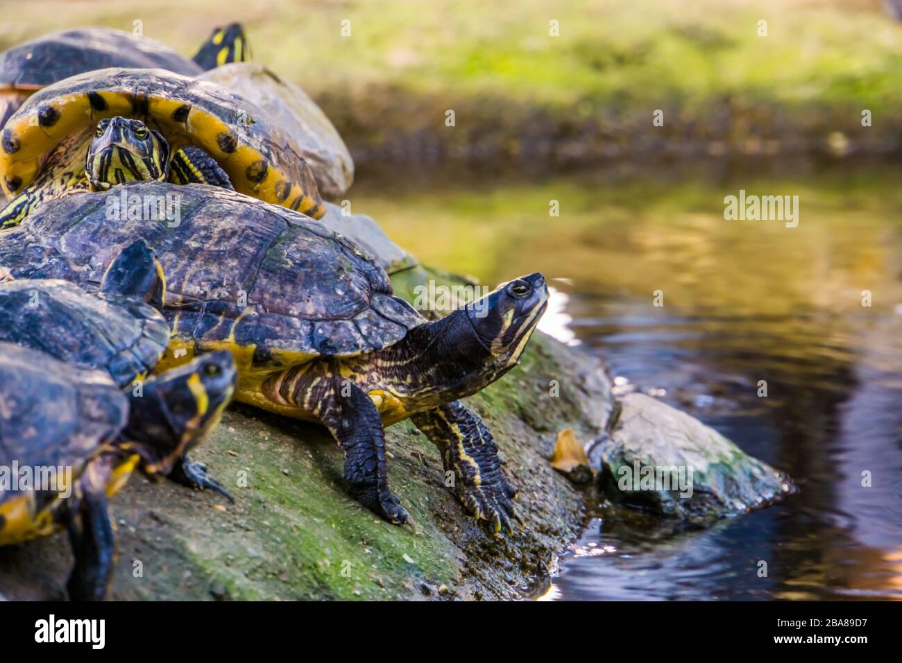 Primo piano di una tartaruga a corsoio di cumberland dalle decorazioni gialle sul lato dell'acqua, specie di rettili tropicali dall'America Foto Stock