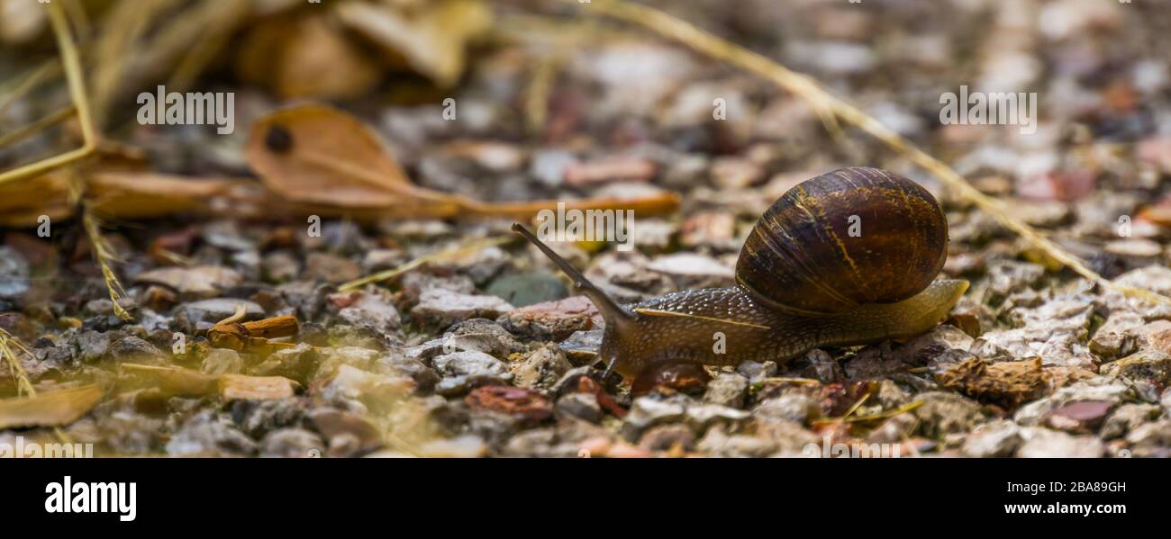 Primo piano di una lumaca romana, comune e popolare specie di lumaca da Europa Foto Stock