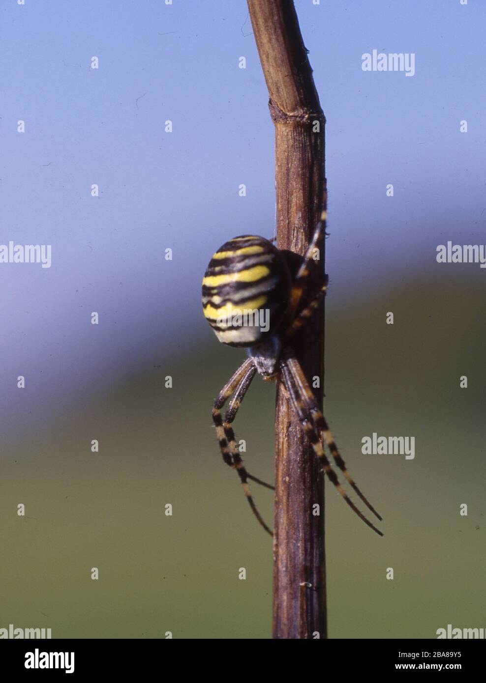Wespenspinne sitzt auf Grashalm Foto Stock