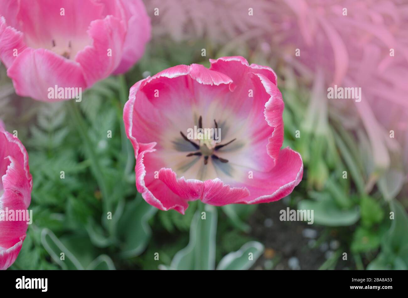 Tulipano di pappagallo rosa. Tulipano di pappagallo rosa pallido bianco. Pappagallo di albicocca tulipano Foto Stock