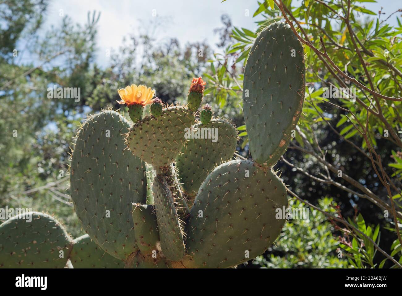 Il grande cactus fiorisce in mezzo alla natura (primo piano). Il cactus con il fiore giallo. Foto Stock