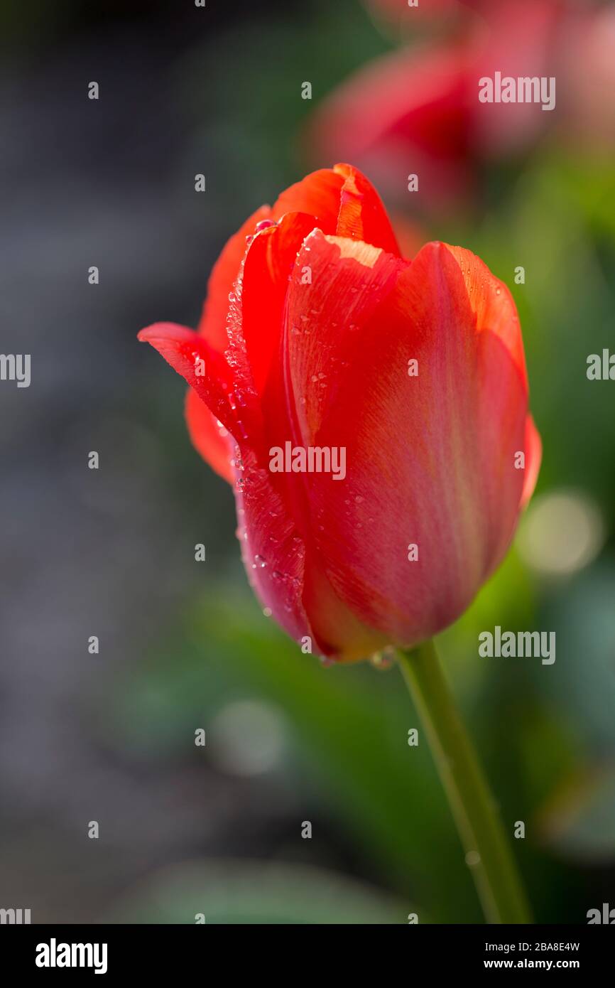 Un tulipano con il sole serale che splende attraverso i suoi petali dopo la pioggia in un giardino britannico Foto Stock