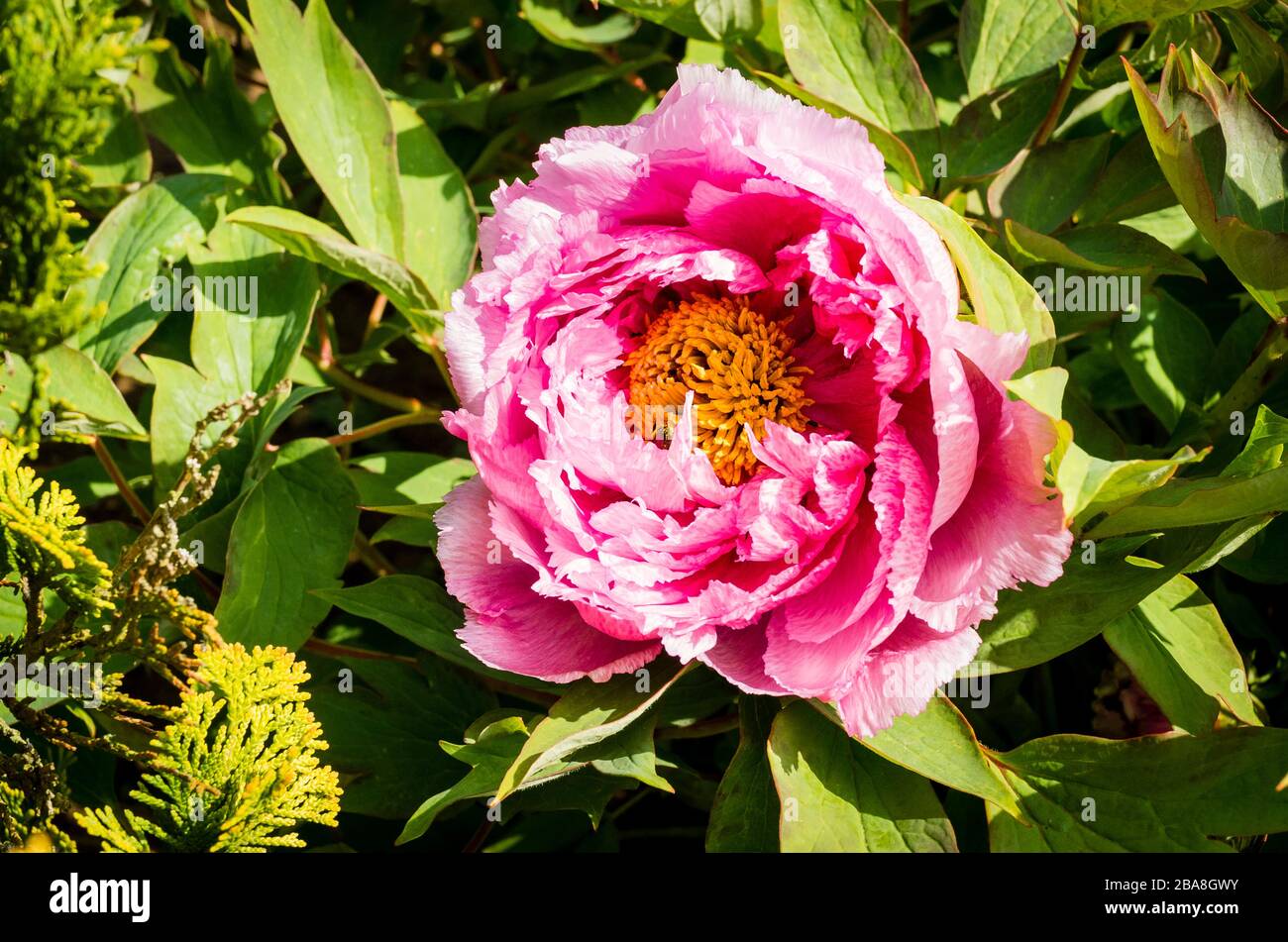 Un morbido fiore di peonia rosa albero in un giardino inglese nel mese di aprile Foto Stock